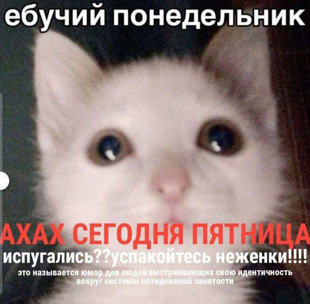 Ебучий понедельник ахах сегодня пятница Мем с котом, который "пугает" понедельником, а потом радует пятницей.