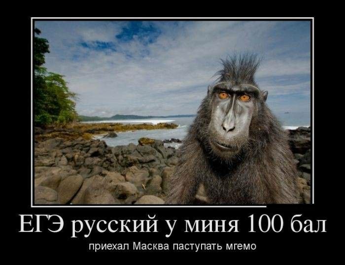 ЕГЭ русский у миня 100 бал Обезьяна с ирокезом и текстом "ЕГЭ русский у миня 100 бал"