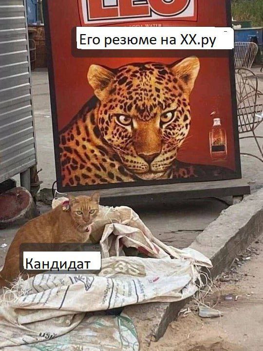 Его резюме на HH.ру и Кандидат Рыжий кот сидит на куче грязных мешков, а сзади него стоит рекламный щит с изображением леопарда. Мем про резюме и кандидата.