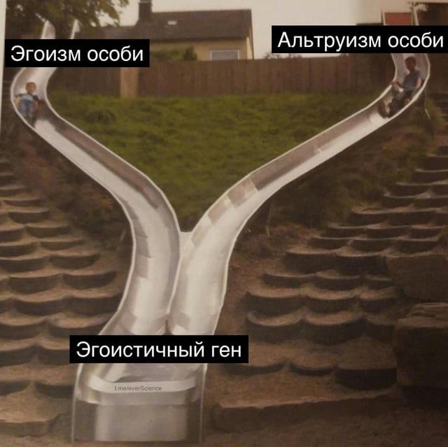 Раздвоенная горка с подписями «Эгоизм особи», «Альтруизм особи» и «Эгоистичный ген»