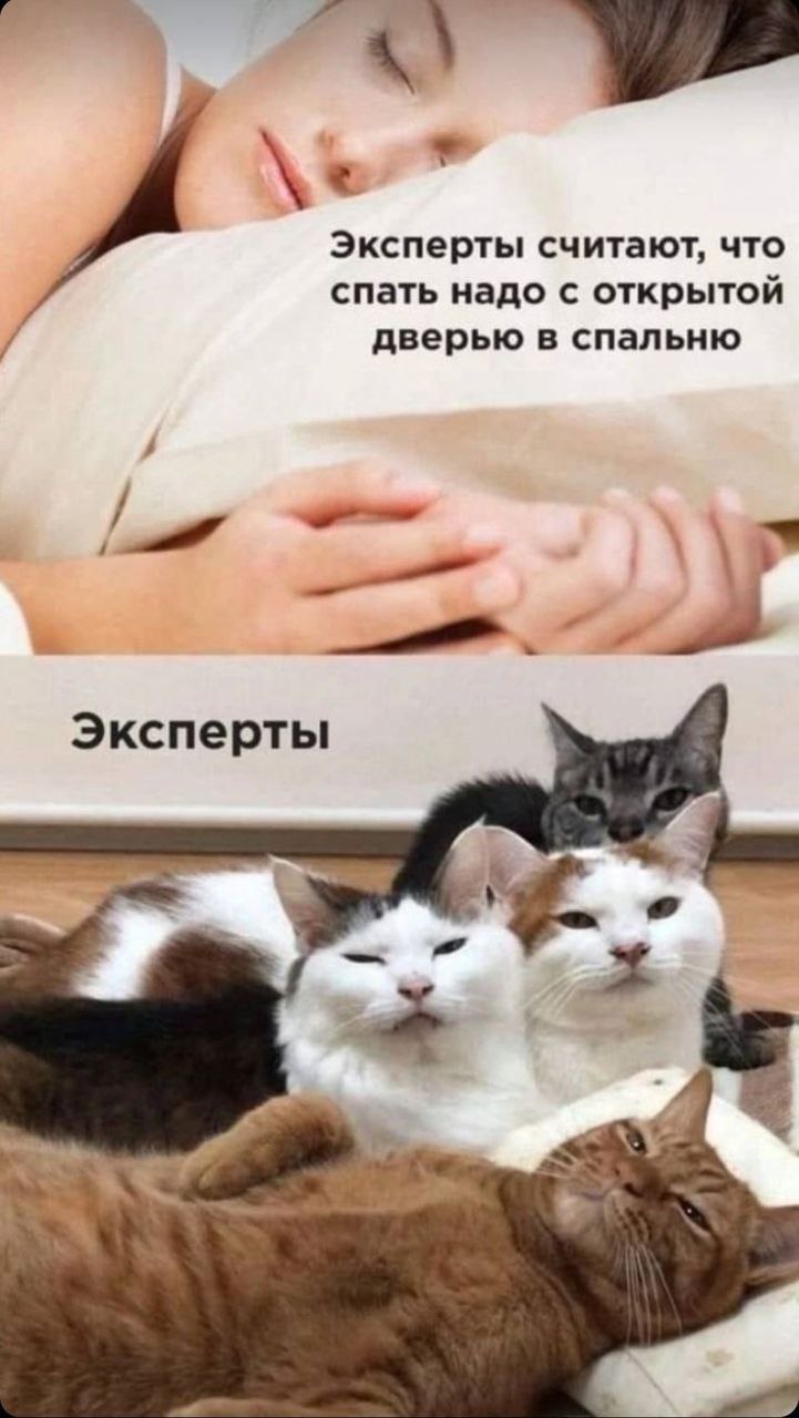 Эксперты считают, что спать надо с открытой дверью Мем, на котором спящая девушка и кошки, иллюстрирующие мнение экспертов о сне с открытой дверью в спальню