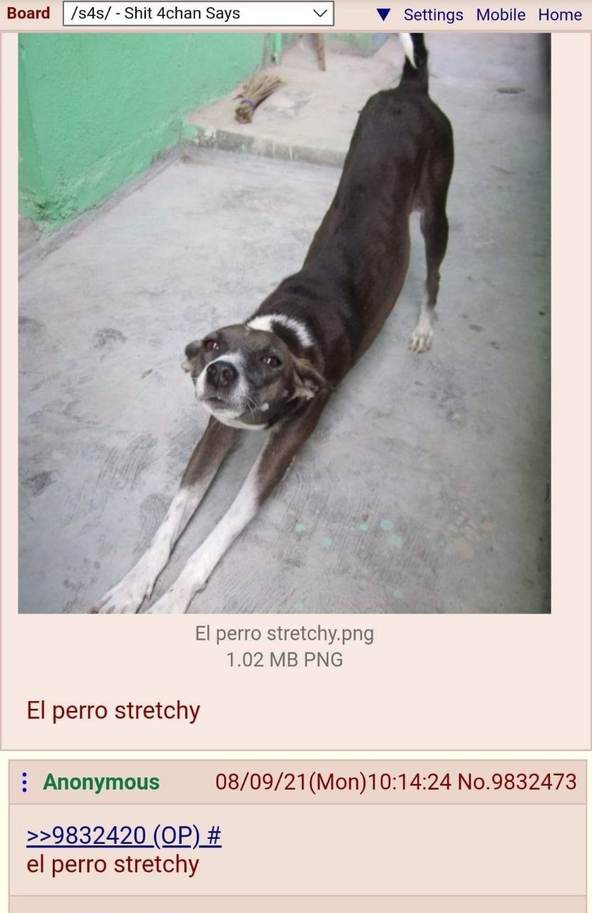 Эластичная собака El perro stretchy Мем с собакой по кличке El perro stretchy, которая делает забавные потягушки