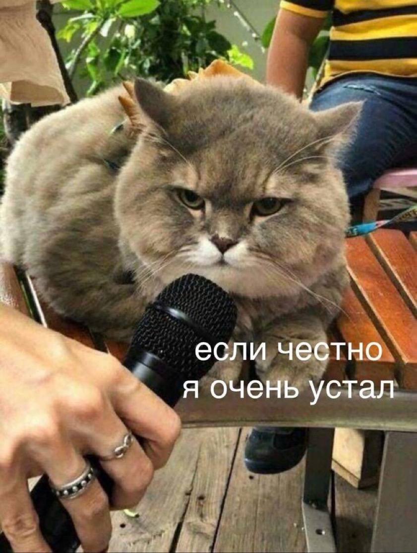 Уставший кот, которому подносят микрофон, с надписью «если честно, я очень устал»