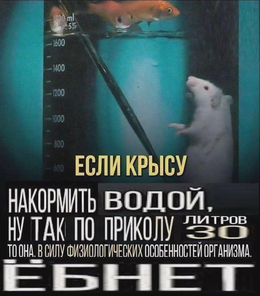 Если крысу накормить водой 30 литров Мем с крысой, которая смотрит на рыбу в мерном стакане, и надписью «Если крысу накормить водой, ну так по приколу 30 литров, то она в силу физиологических особенностей организма, ебнет»