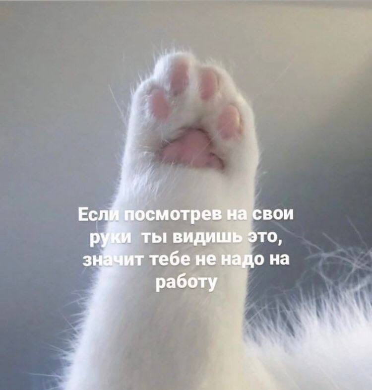 Если посмотрев на свои руки ты видишь это Мем с белой кошачьей лапкой и текстом: «Если посмотрев на свои руки ты видишь это, значит тебе не надо на работу»