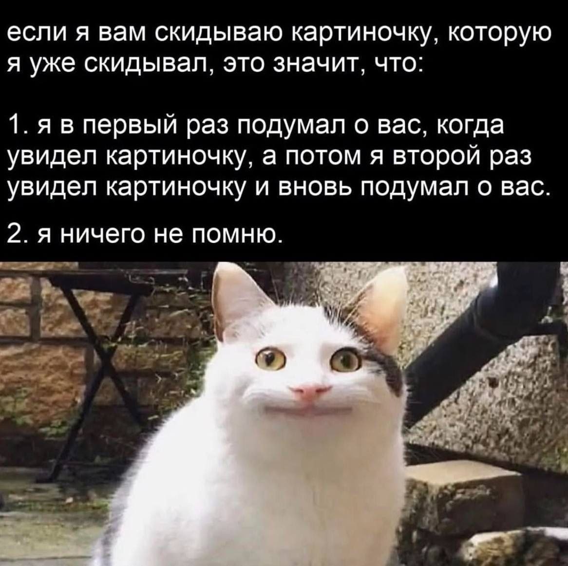 Белый кот с улыбкой и подписью о том, что если человек скидывает уже отправленную картинку, значит он снова подумал о вас или ничего не помнит.