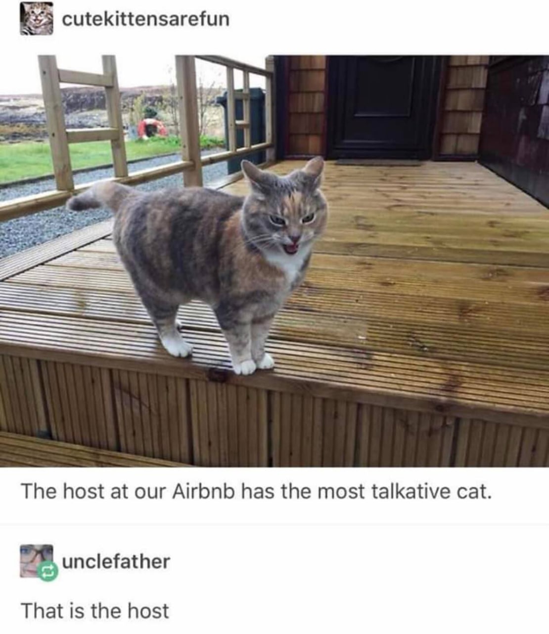 Это хозяин Мем с котом, который сам является хозяином Airbnb, где он очень разговорчив