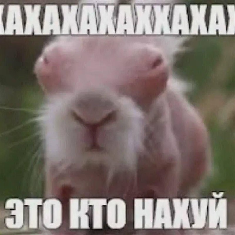 Это кто нахуй Удивленное, немного пугающее существо, похожее на кролика или кенгуру, с подписью «Это кто нахуй».