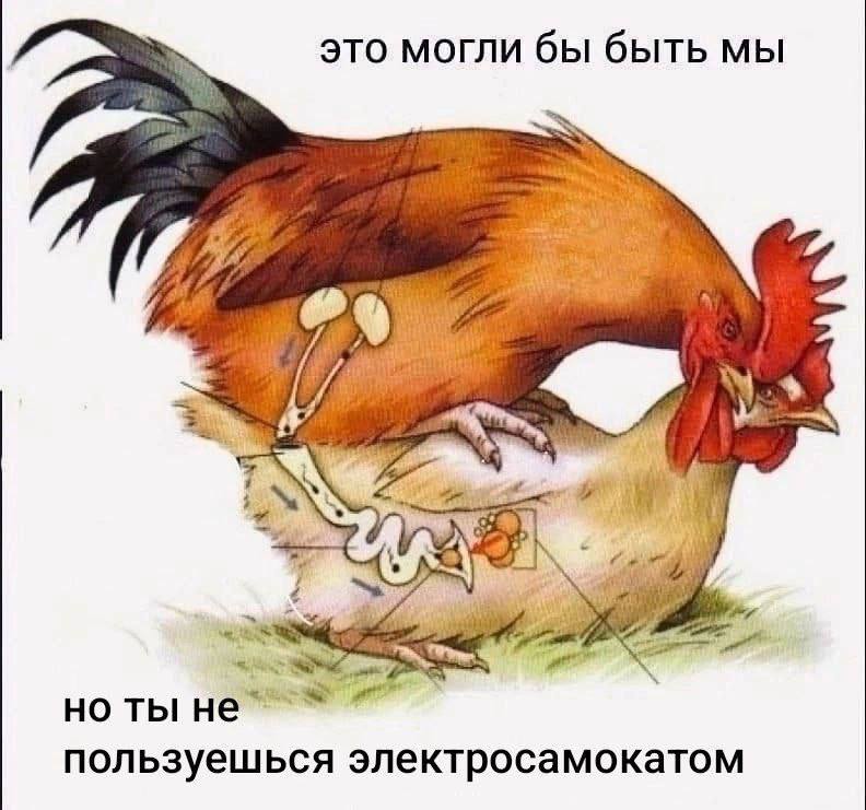 Это могли бы быть мы, но ты не пользуешься электросамокатом Мем с петухом и курицей и надписью "Это могли бы быть мы, но ты не пользуешься электросамокатом"