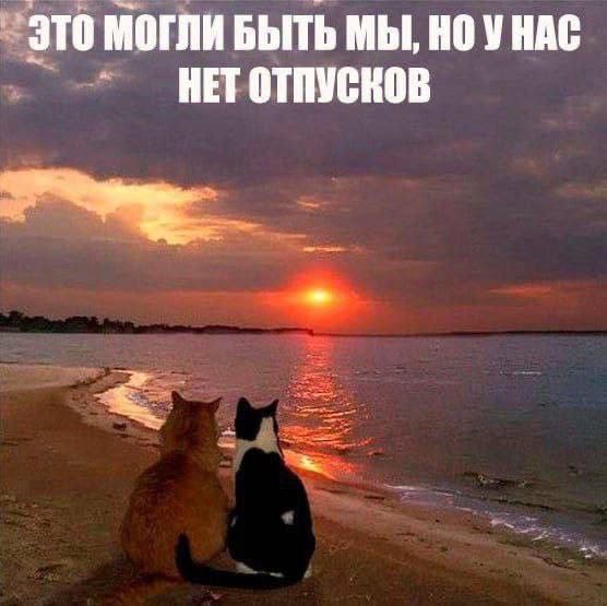 Это могли бы быть мы, но у нас нет отпусков Два котика смотрят на закат и мечтают об отпуске
