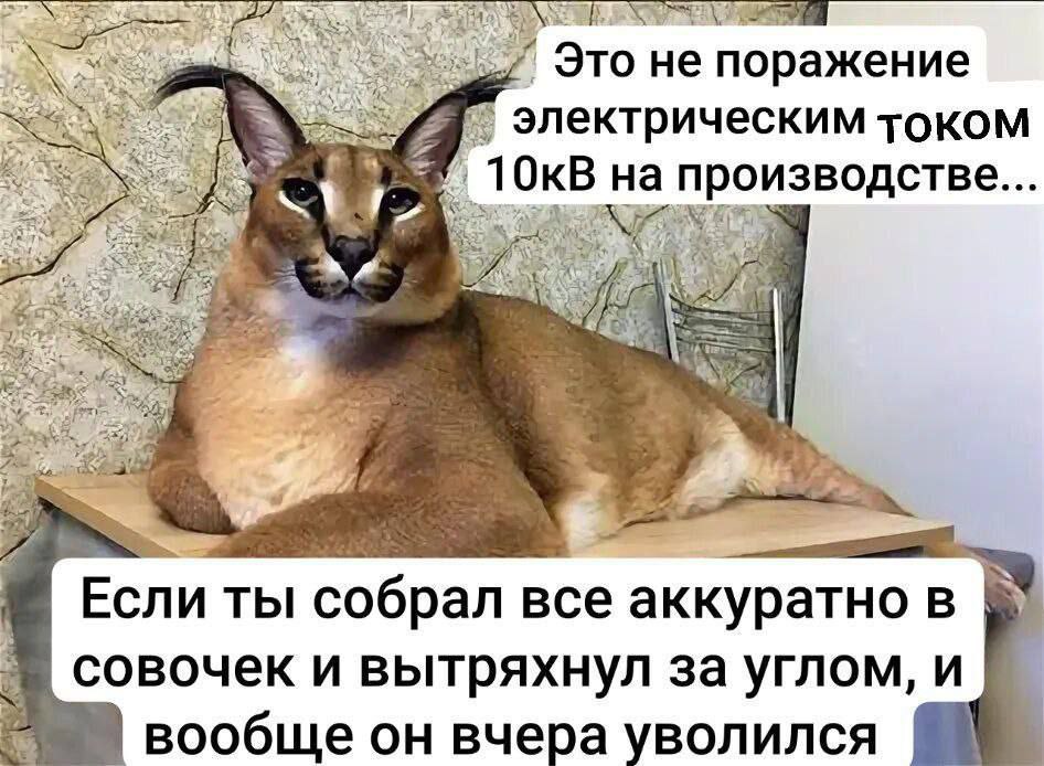 Флоппа и "Это не поражение электрическим током 10кВ на производстве... Если ты собрал все аккуратно в совочек и вытряхнул за углом, и вообще он вчера уволился"