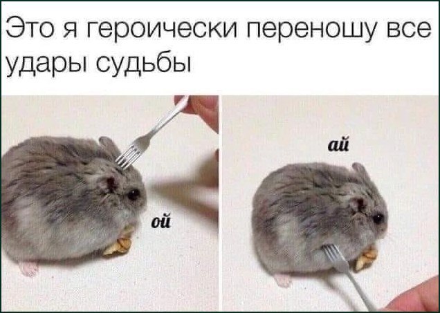 Это я героически переношу все удары судьбы Хомяк, которого тыкают вилкой, героически переносит все удары судьбы