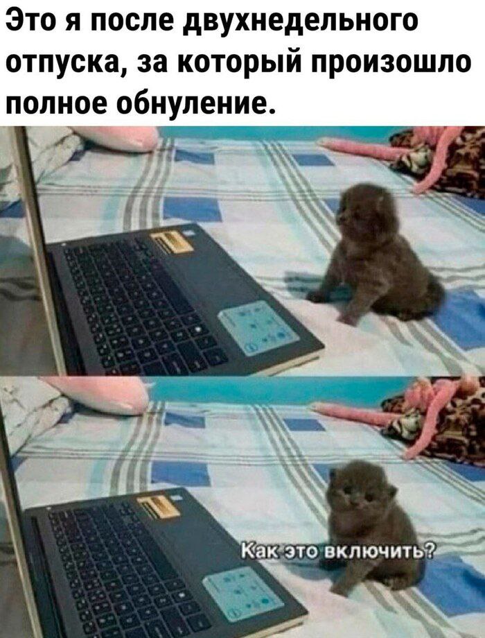 Это я после двухнедельного отпуска, за который произошло полное обнуление Маленький котенок сидит перед ноутбуком и спрашивает «Как это включить?» после полного обнуления на двухнедельном отпуске
