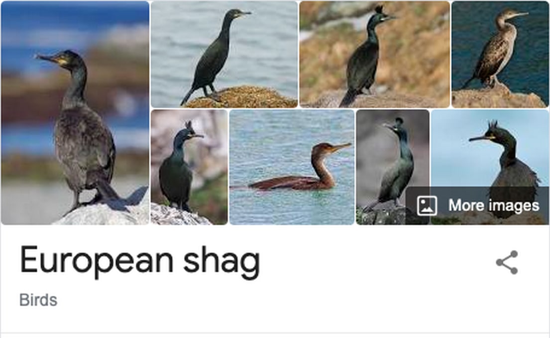 Мем с бакланом европейским хохлатым European shag Скриншот из Google, показывающий картинки европейского хохлатого баклана, с подписью European shag.