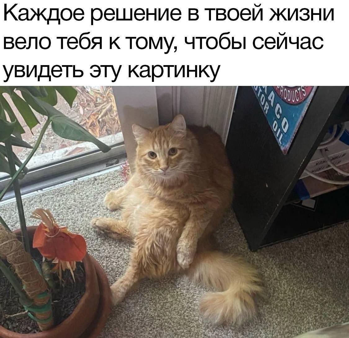Каждое решение в твоей жизни вело тебя к тому, чтобы сейчас увидеть эту картинку Рыжий кот сидит на полу, расставив лапы, а над ним написан текст: «Каждое решение в твоей жизни вело тебя к тому, чтобы сейчас увидеть эту картинку».