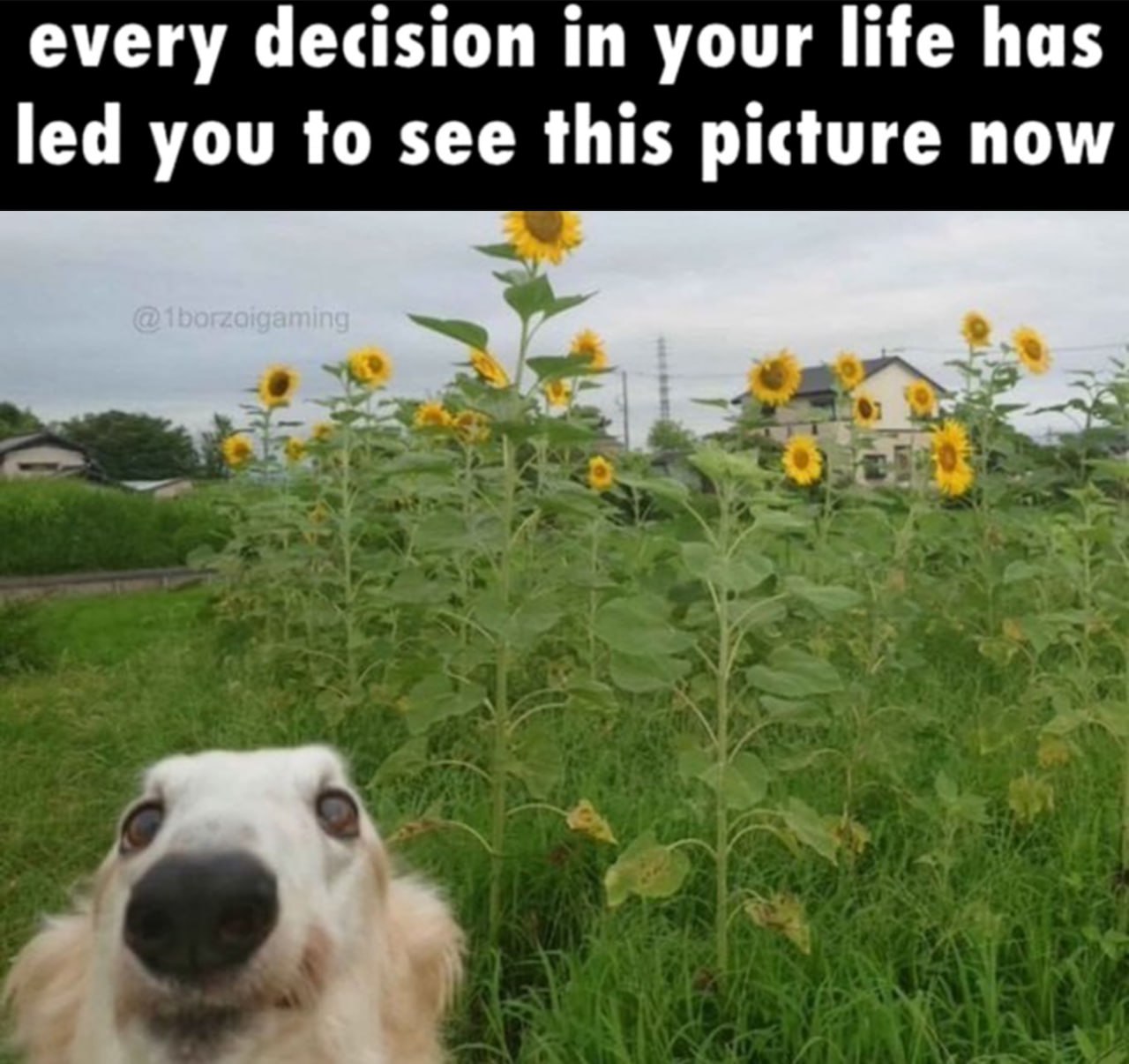 Every decision in your life has led you to see this picture now Собака борзая на поле подсолнухов с надписью: "Every decision in your life has led you to see this picture now"