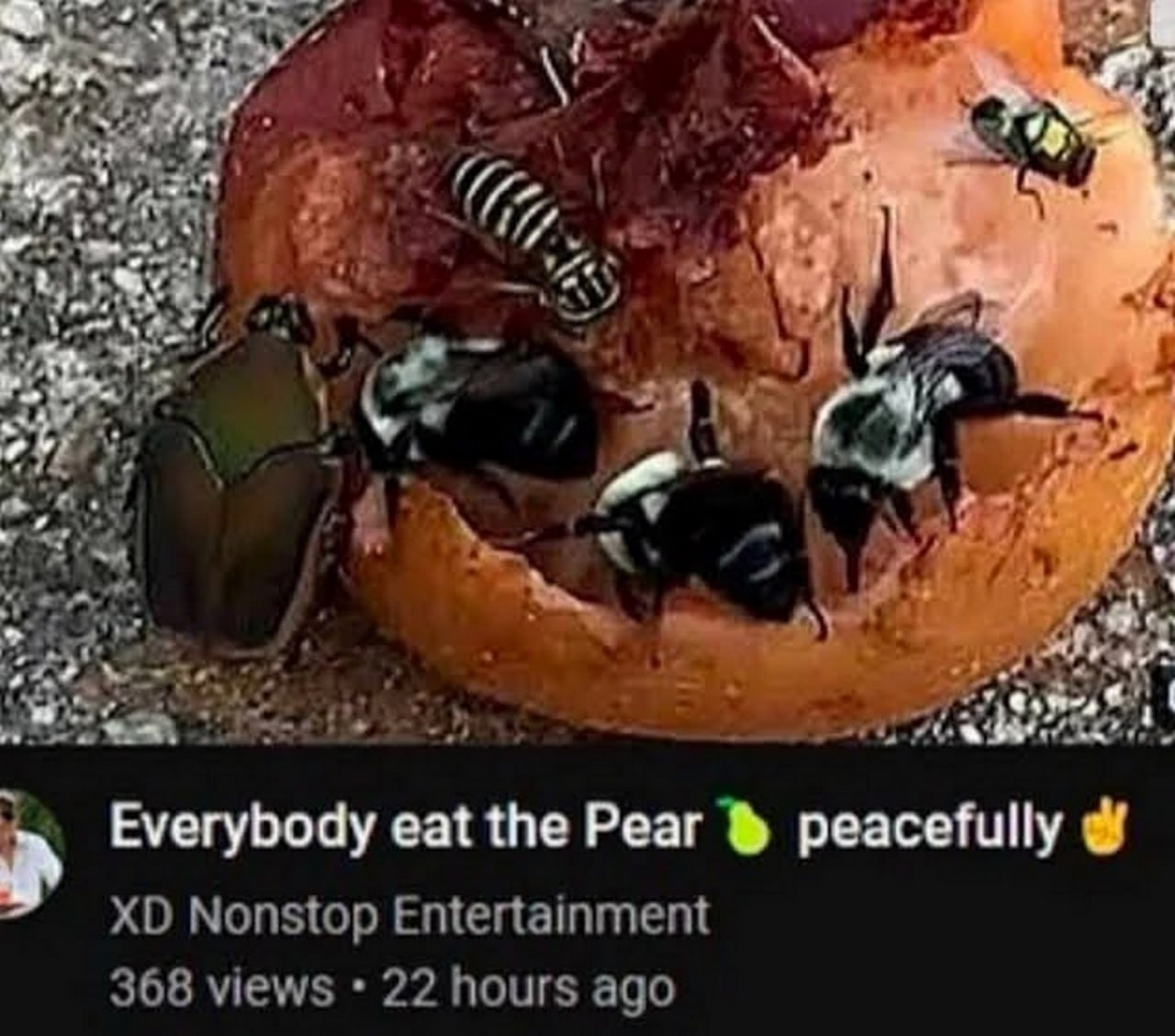 Everybody eat the Pear peacefully Насекомые мирно едят грушу