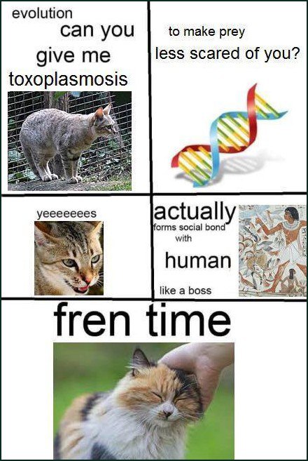 Evolution can you give me toxoplasmosis Мем про токсоплазмоз и дружбу кошек с человеком