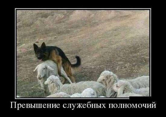 Немецкая овчарка среди овец с подписью «Превышение служебных полномочий».