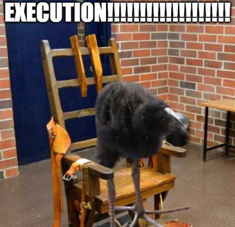 EXECUTION!!!!!!!!!!!!!!! Мем с электрическим стулом и пушистым существом