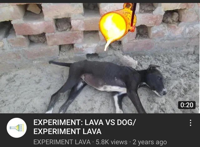 Эксперимент лава против собаки Скриншот видео на YouTube, на котором показано, как расплавленная лава выливается из колбы на беззащитную собаку, лежащую на земле.