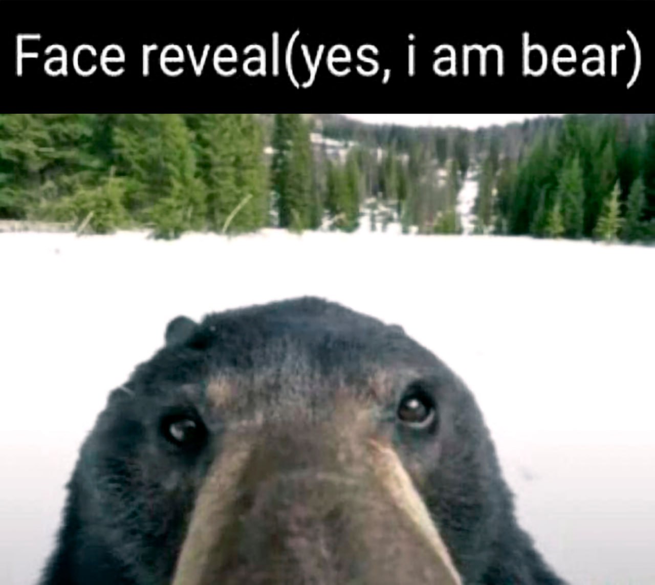 Face reveal (yes, i am bear) Раскрытие лица (да, я медведь)