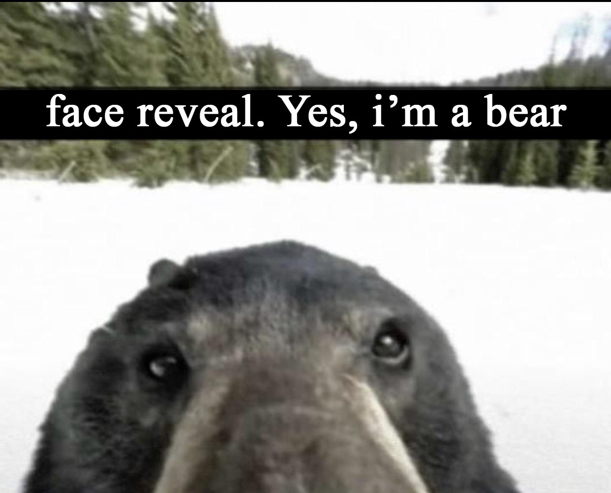 Face reveal. Yes, i'm a bear Медведь на заснеженном фоне с надписью "Face reveal. Yes, i'm a bear"