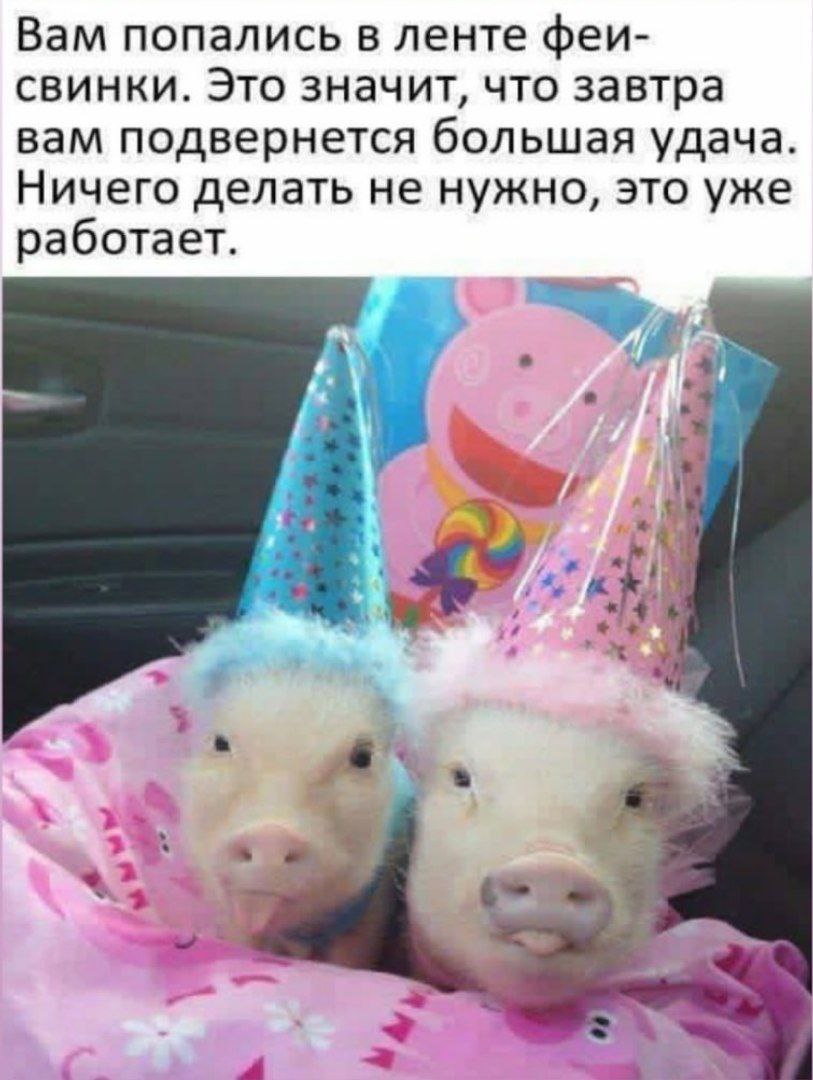 Феи-свинки принесут удачу Мем с феями-свинками, которые приносят удачу, и текстом о том, что ничего не нужно делать для этого