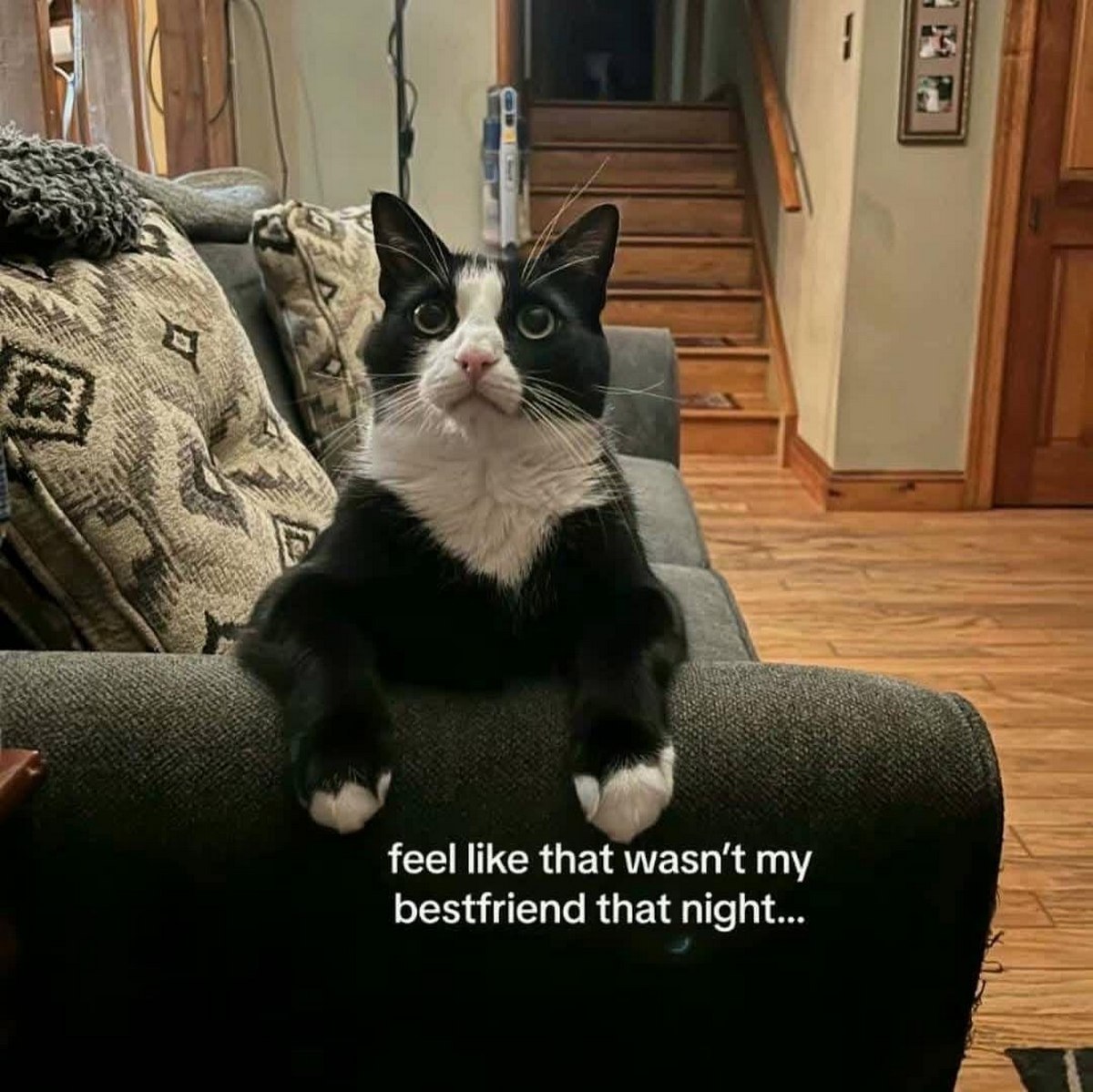 Feel like that wasn't my bestfriend that night cat Кот сидит на диване и удивленно смотрит вверх, кажется, это был не мой лучший друг той ночью