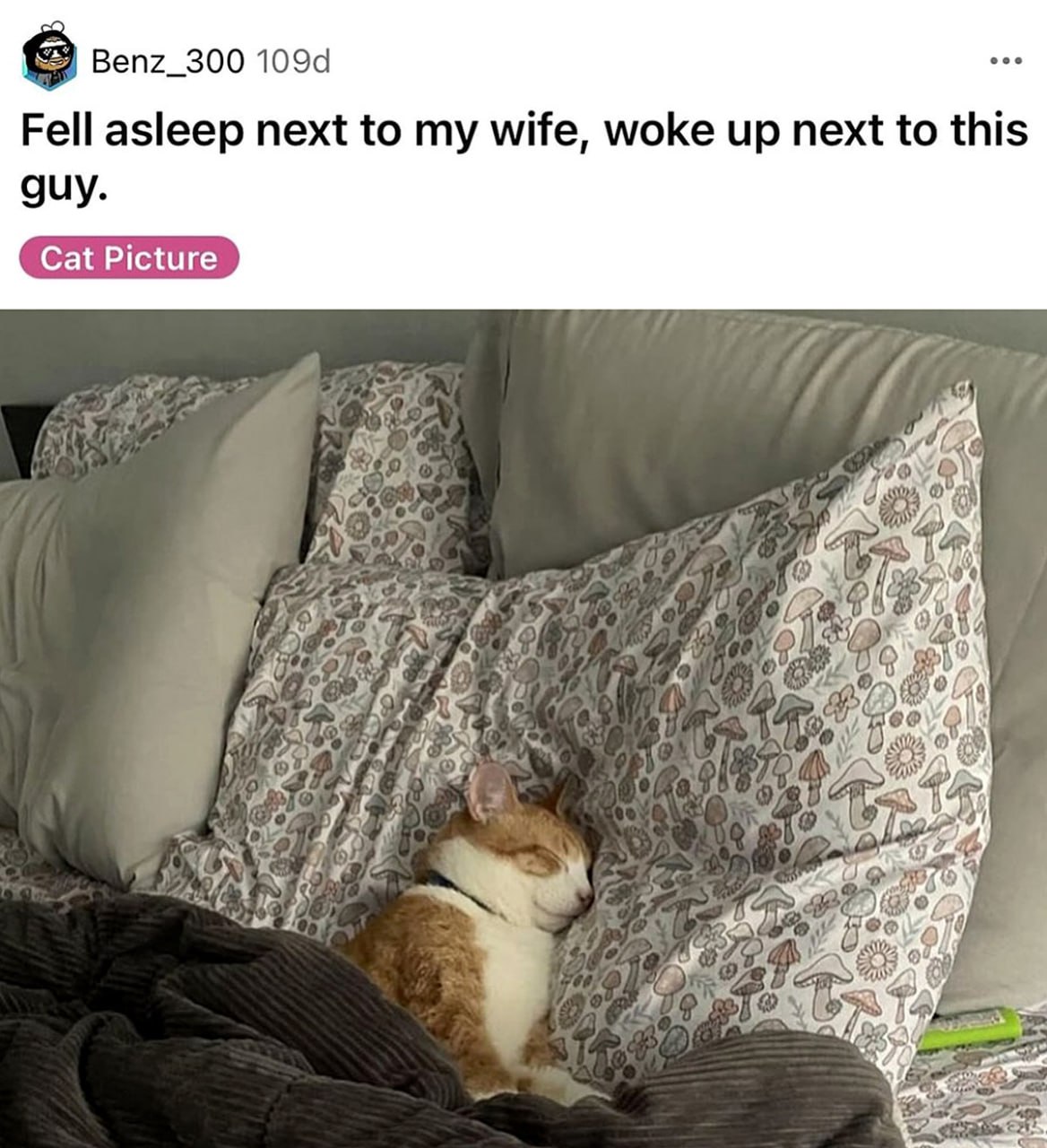 Fell asleep next to my wife, woke up next to this guy Кот спит на подушке в кровати, а рядом лежит одеяло с узором из грибов и растений, снизу текст о том, как хозяин заснул рядом с женой, а проснулся рядом с котом.
