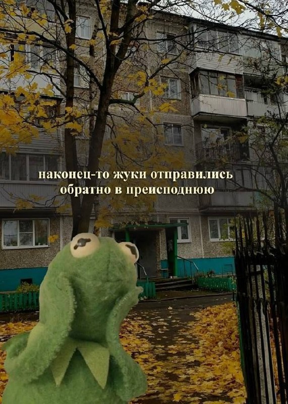 Кермит смотрит на осенний двор и радуется, что жуки наконец-то отправились обратно в преисподнюю.
