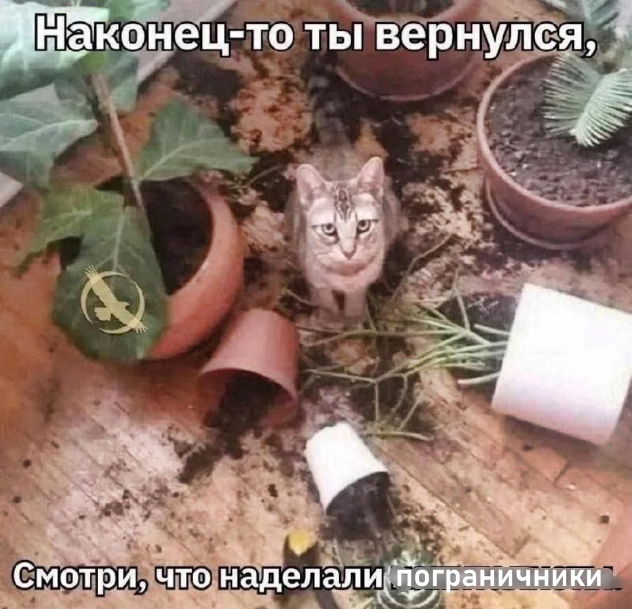 Серый кот сидит среди разбросанной земли и перевёрнутых цветочных горшков, делая вид, что беспорядок устроили пограничники.