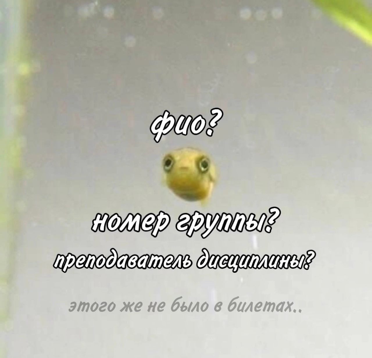 ФИО? Номер группы? Преподаватель дисциплины? Этого же не было в билетах Маленькая рыба фугу и вопросы ФИО, номер группы, преподаватель дисциплины