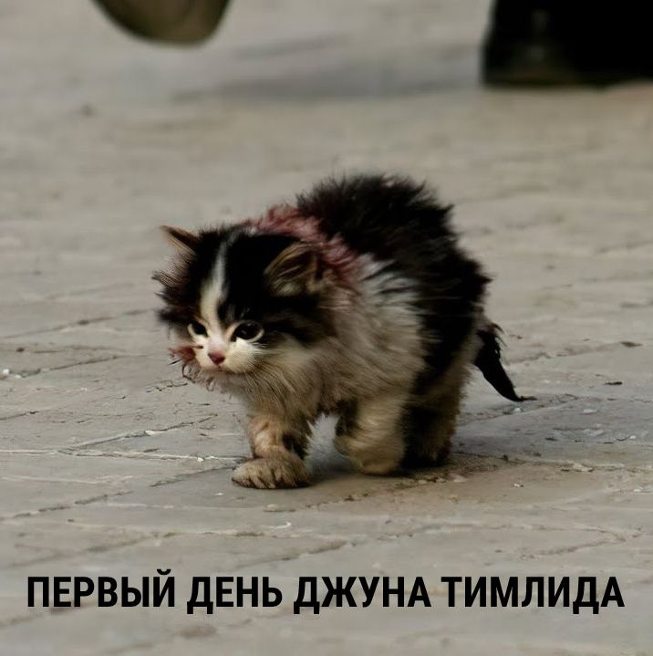 Первый день джуна тимлида Котенок идет по улице, на его меху видны красные пятна, а снизу надпись: «Первый день джуна тимлида»