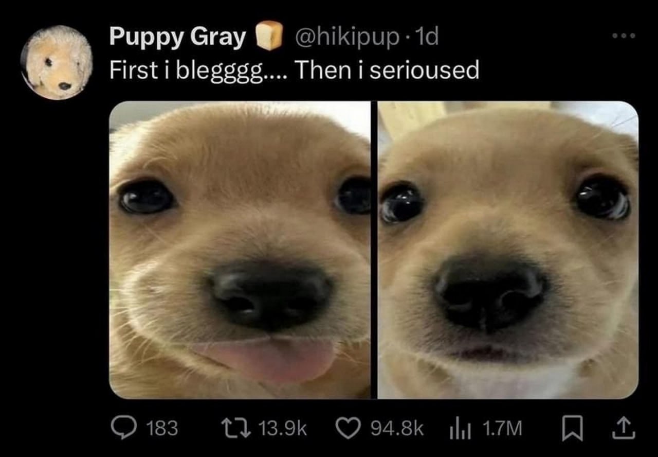 First i blegggg.... Then i serioused Морда щенка до и после: сначала он показывает язык, а затем принимает серьезное выражение.