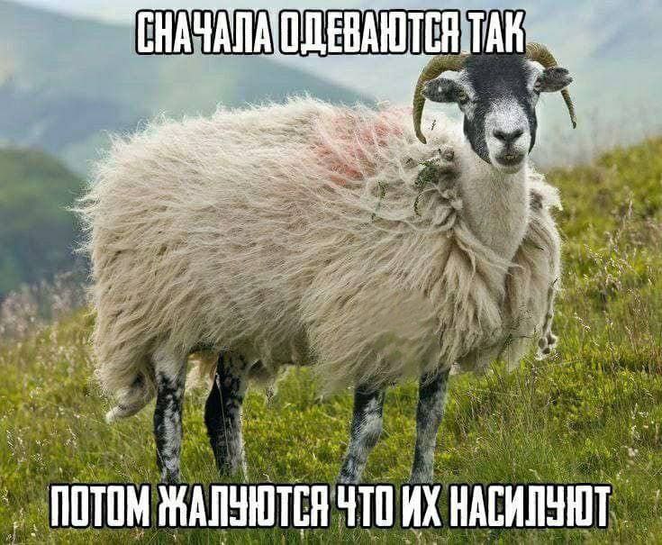 Сначала одеваются так Овца с рогами и чёрной мордой, говорящая «Сначала одеваются так, потом жалуются, что их насилуют»