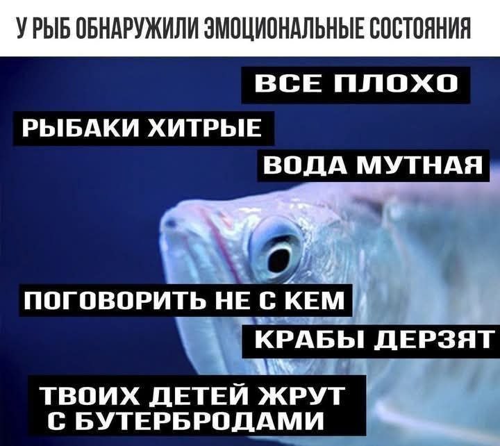 Рыба с грустными «эмоциями» и подписями про то, что всё плохо, вода мутная и поговорить не с кем