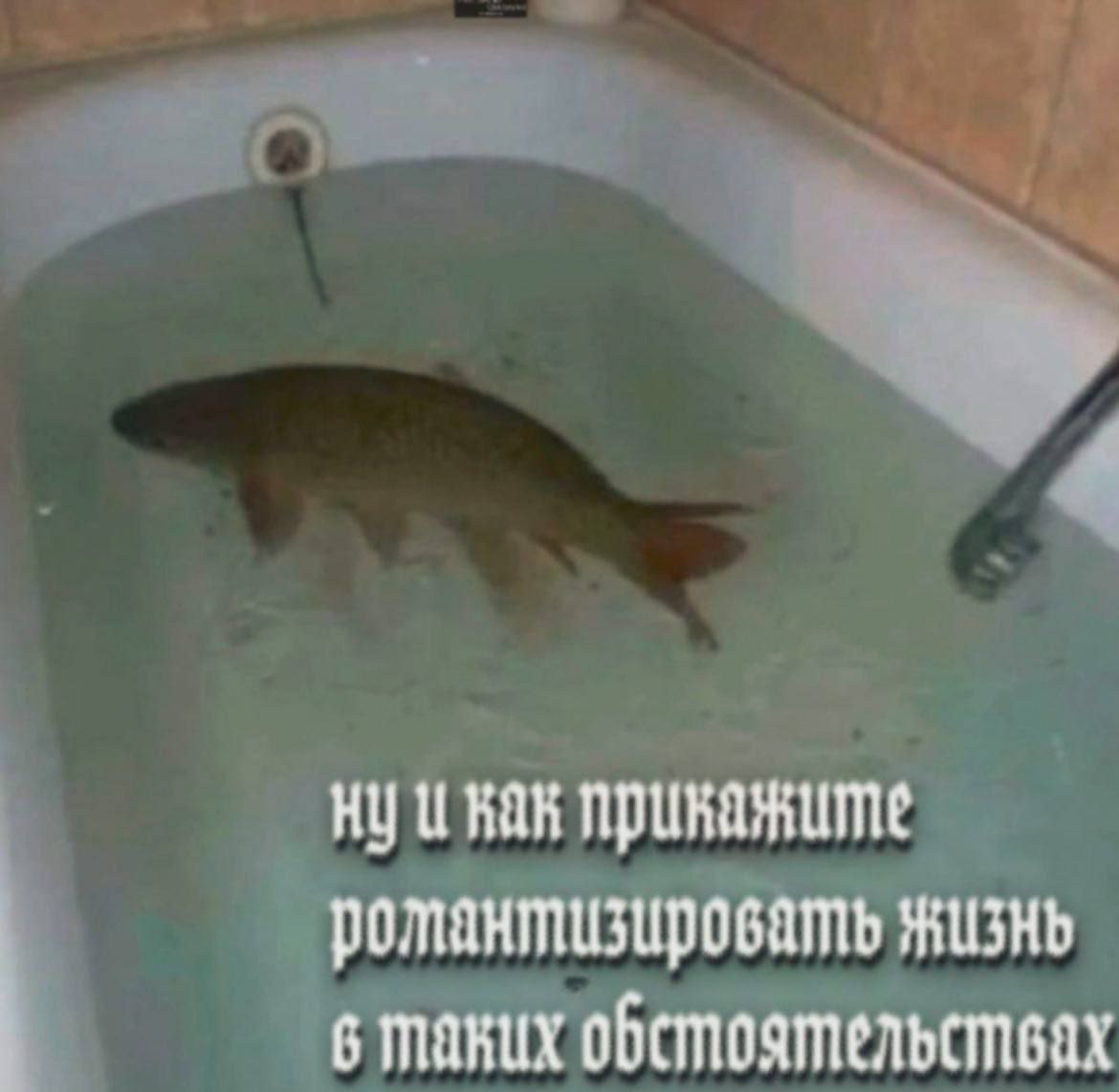 Ну и как прикажите романтизировать жизнь в таких обстоятельствах Рыба в ванне и надпись «Ну и как прикажите романтизировать жизнь в таких обстоятельствах»