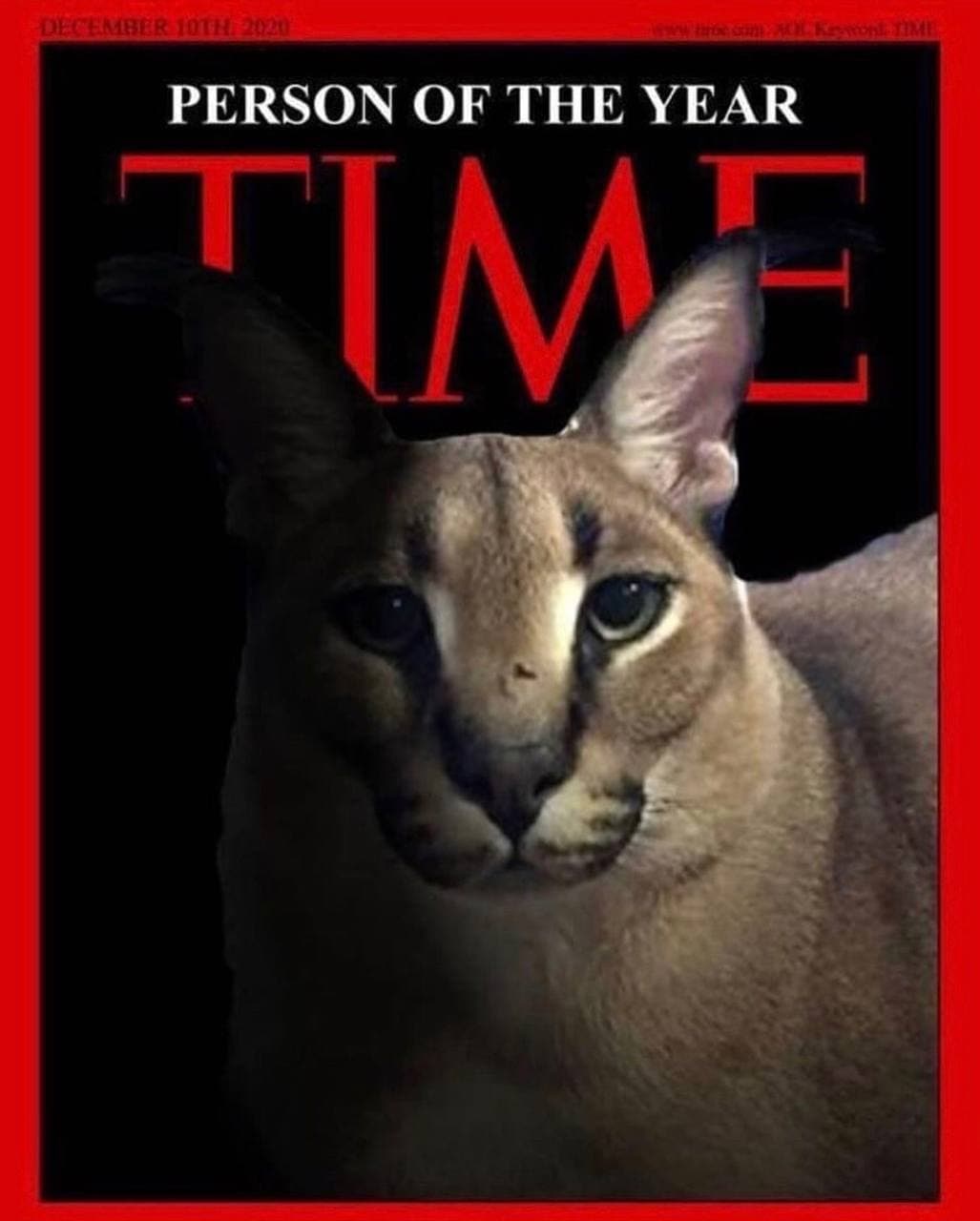 Флопа на обложке Time Мем с каракалом Флопой на обложке журнала Time как "Человек года".