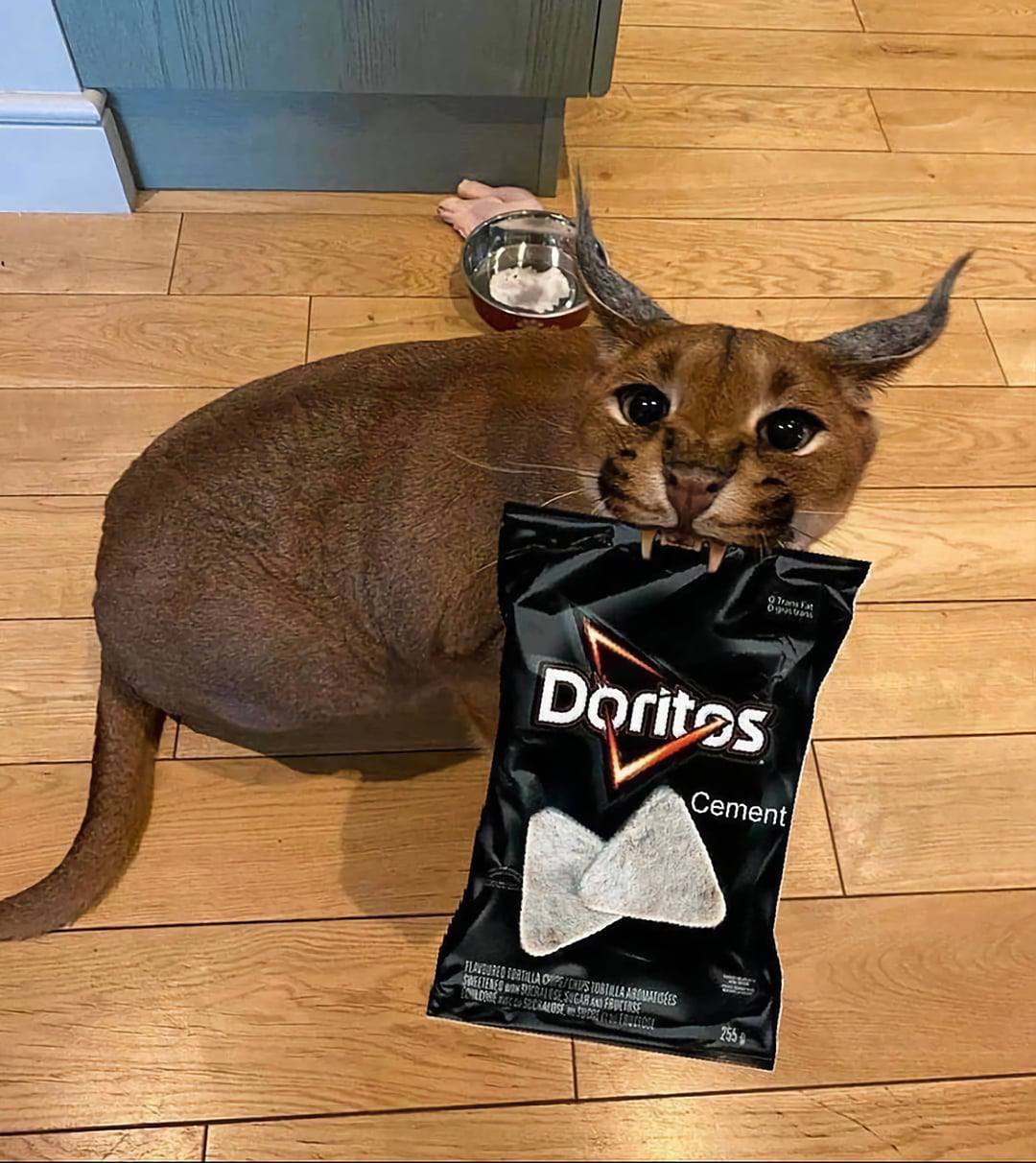 Флопа с чипсами Doritos Cement Мем с котом Флопой, держащим в зубах пачку чипсов Doritos со вкусом цемента, лежа на деревянном полу.