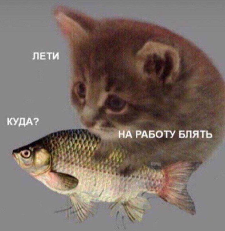 Лети на работу блять Мем с котом, который говорит рыбе "лети на работу блять" и рыба спрашивает "куда?".
