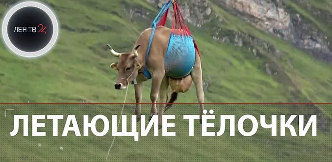 Корова, подвешенная в сетке и поднятая в воздух, с подписью «Летающие тёлочки».