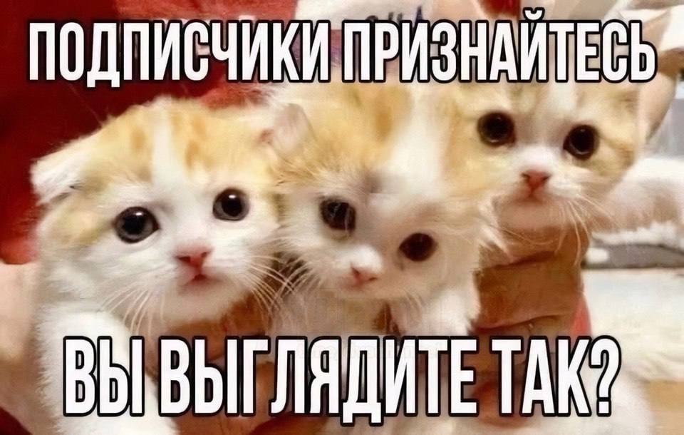 Трое пушистых котят с надписью: «Подписчики, признавайтесь, вы выглядите так?»