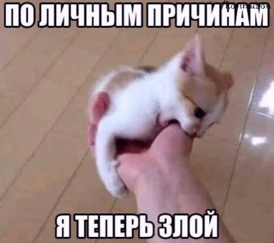 Забавный котёнок кусает руку с подписью «По личным причинам. Я теперь злой».