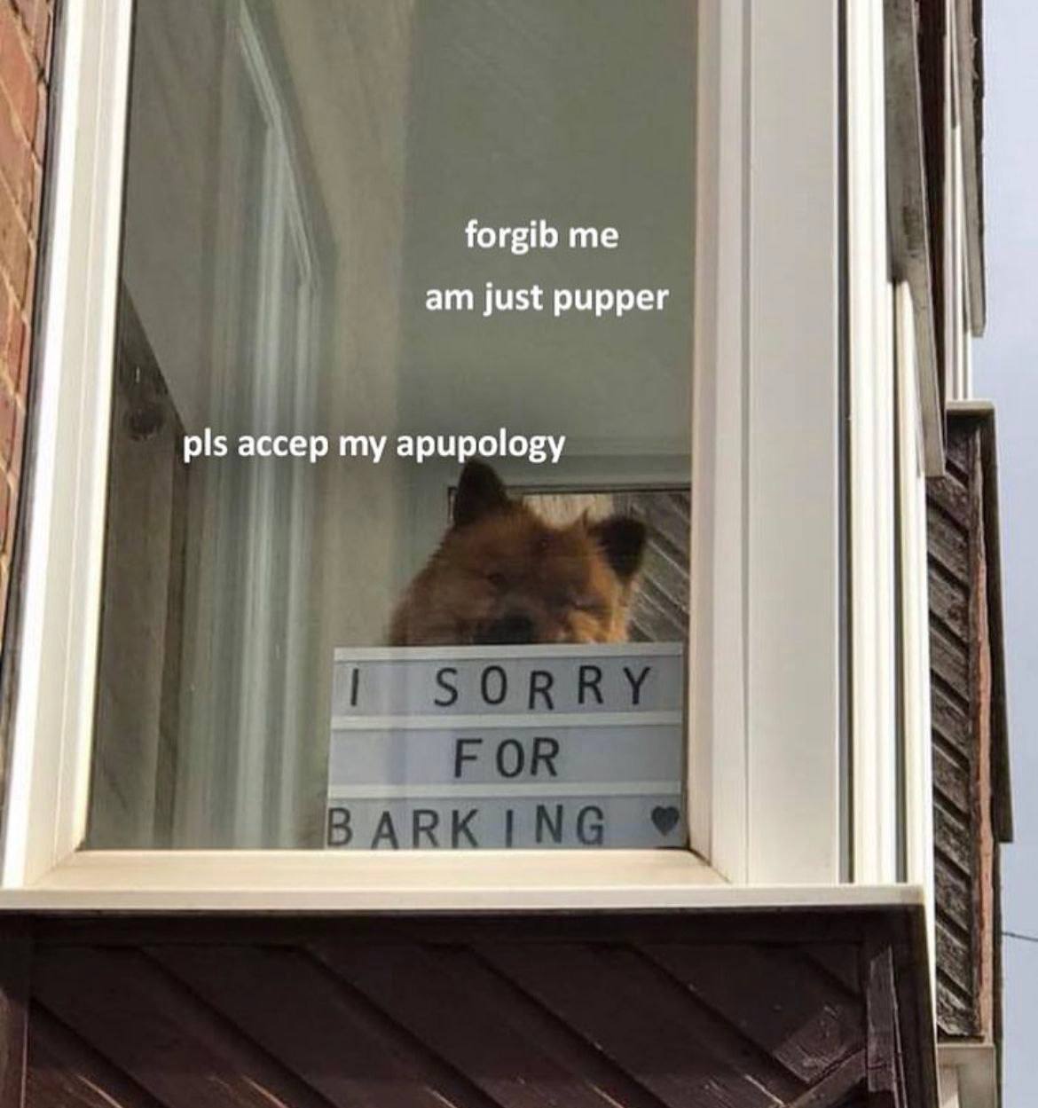 Forgib me am just pupper Собака смотрит в окно с извинительным сообщением "Я извиняюсь за лай"