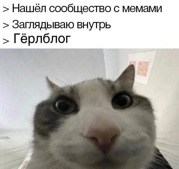 Нашел сообщество с мемами, а там гёрлблог Мем с котом, который "нашел сообщество с мемами, а там герлблог"