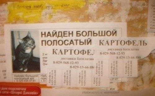 Найден большой полосатый картофель Найдена большая полосатая картошка