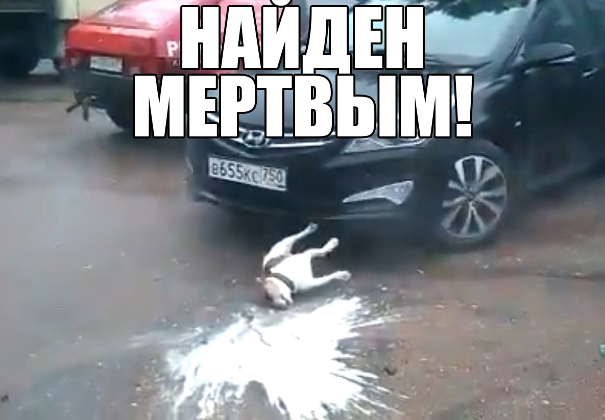 Найден мертвым! Собака лежит на асфальте рядом с черной машиной, а рядом с ней белая лужа, сверху надпись: "Найден мертвым!"