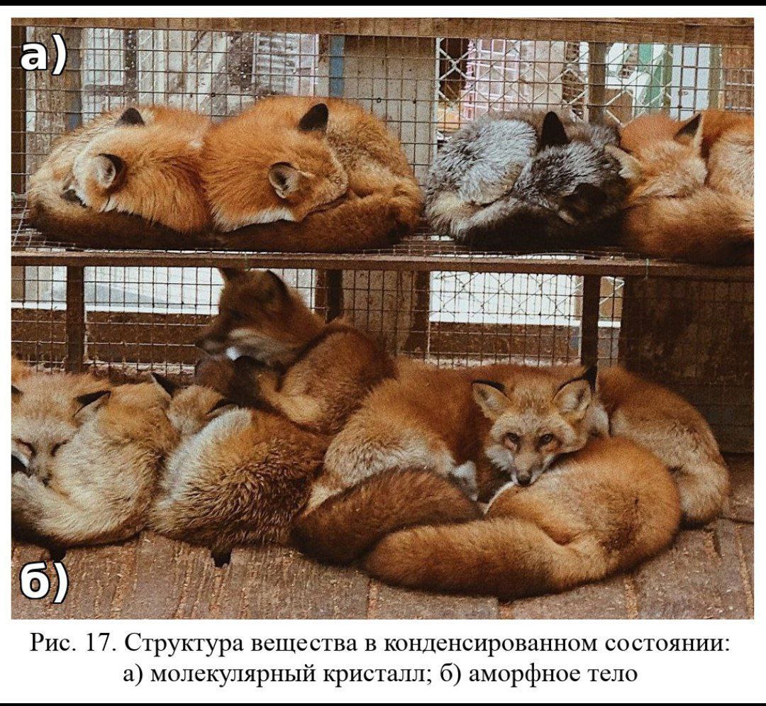 Лисы молекулярный кристалл Лисы как молекулярный кристалл и аморфное тело