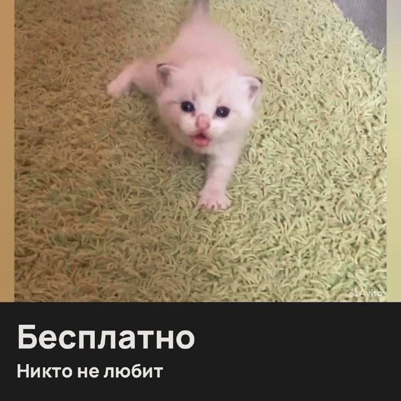 Бесплатно. Никто не любит Котенок "Бесплатно. Никто не любит"